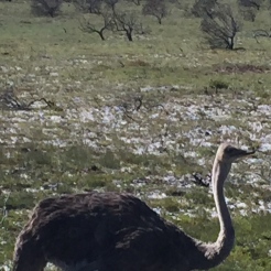 Ostrich - My Dinner in the Nature