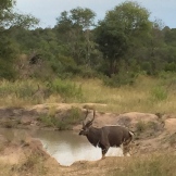 Kudu - My Dinner in the Nature
