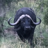 The Big Five - African Buffalo