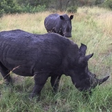 The Big Five - Rhinoceros